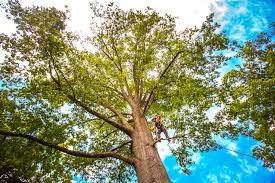 How Our Tree Care Process Works  in  Sparta, MI