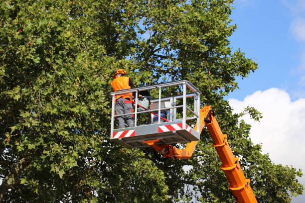 Best Tree and Shrub Care  in Sparta, MI