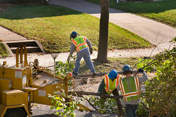 Best Seasonal Cleanup (Spring/Fall)  in Sparta, MI