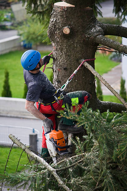 Best Tree Risk Assessment  in Sparta, MI